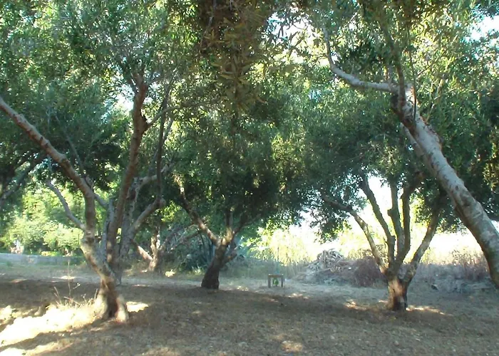 Creta Vassakis Daire *