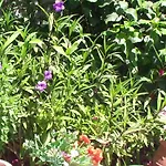 Creta Vassakis Apartman