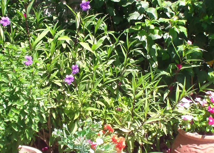 Creta Vassakis Apartment