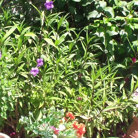 Creta Vassakis Apartment