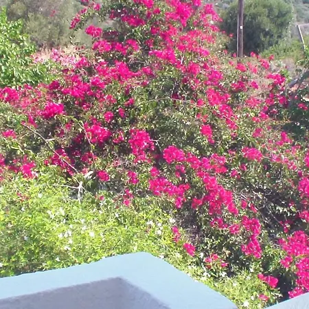 Creta Vassakis * Kéfalos